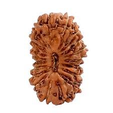 19 Mukhi Indonesian (Java) Rudraksha