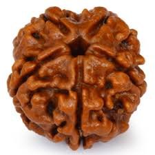 5 Mukhi Nepali Rudraksha
