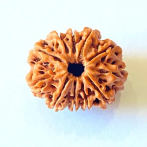 11 Mukhi Nepali Rudraksha