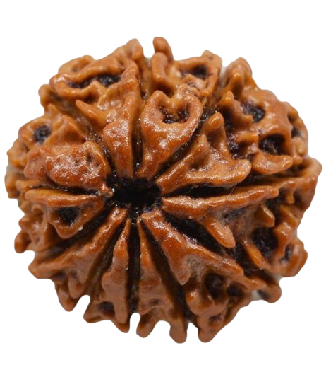 Rudraksha