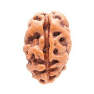 2 Mukhi Indonesian (Java) Rudraksha